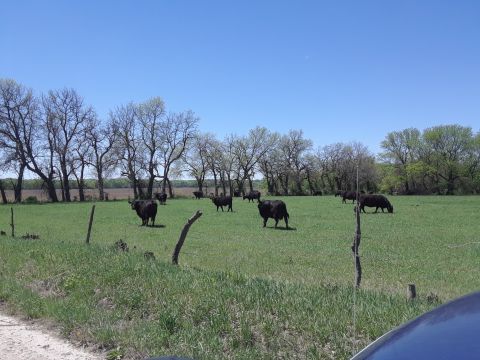1994 Ford Bronco - A herd of black cattle grazes peacefully in a sunlit pasture bordered by trees.