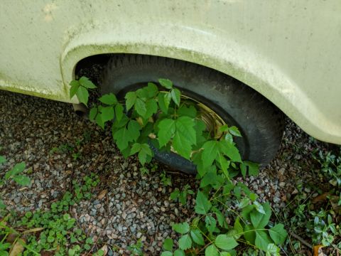 1971 Ford Ranchero - The rear wheel and exhaust pipe of a 1971 Ford Ranchero are obscured by overgrown vegetation.