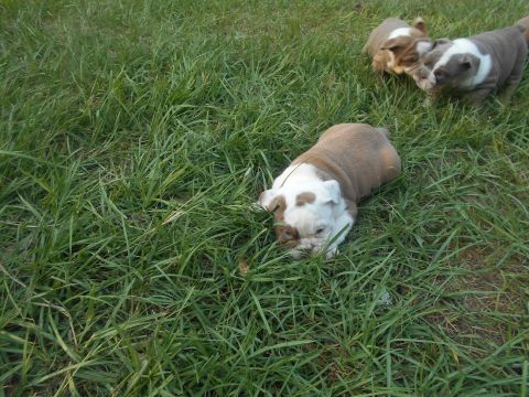 1992 Ford Bronco - Three adorable English Bulldog puppies explore a grassy field on a sunny day.