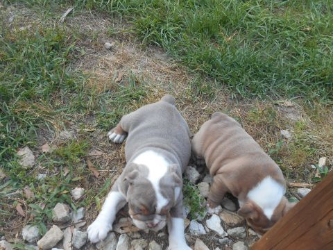 1992 Ford Bronco - Two young bulldog puppies rest on a patch of grass and stones, with a wooden structure visible to the right.