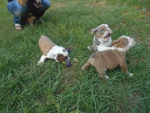 1992 Ford Bronco - Three young bulldog puppies are playing together in the grass with toys.