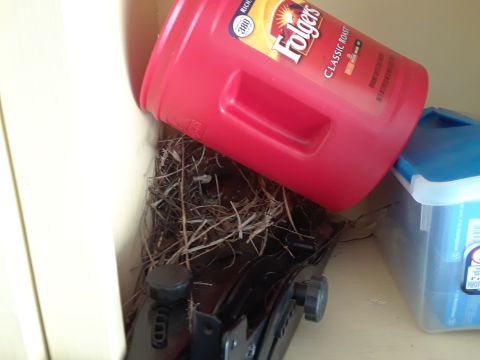 1994 Ford Bronco - Little wren nesting in the garage.