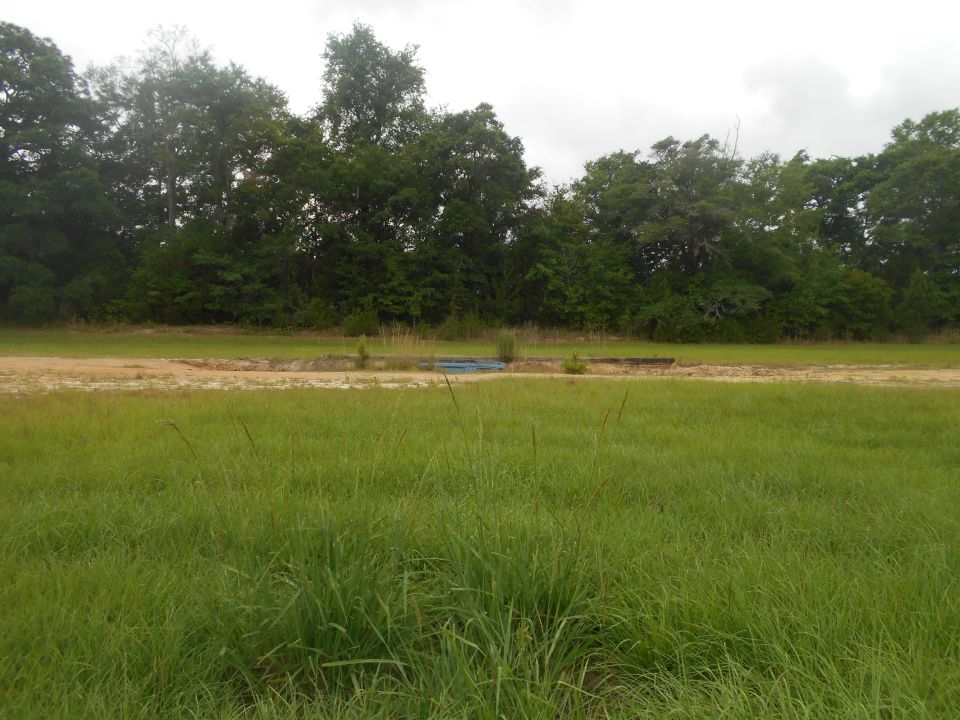 Grassy field with trees and a dirt path