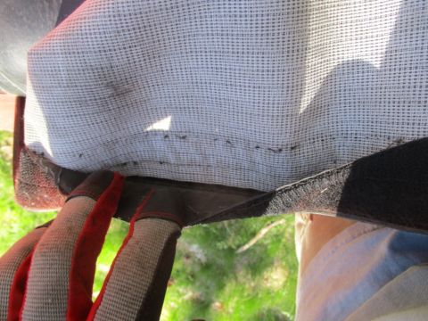 1996 Ford Bronco - A gloved hand inspects the edge of a soft top, revealing a line of ants.