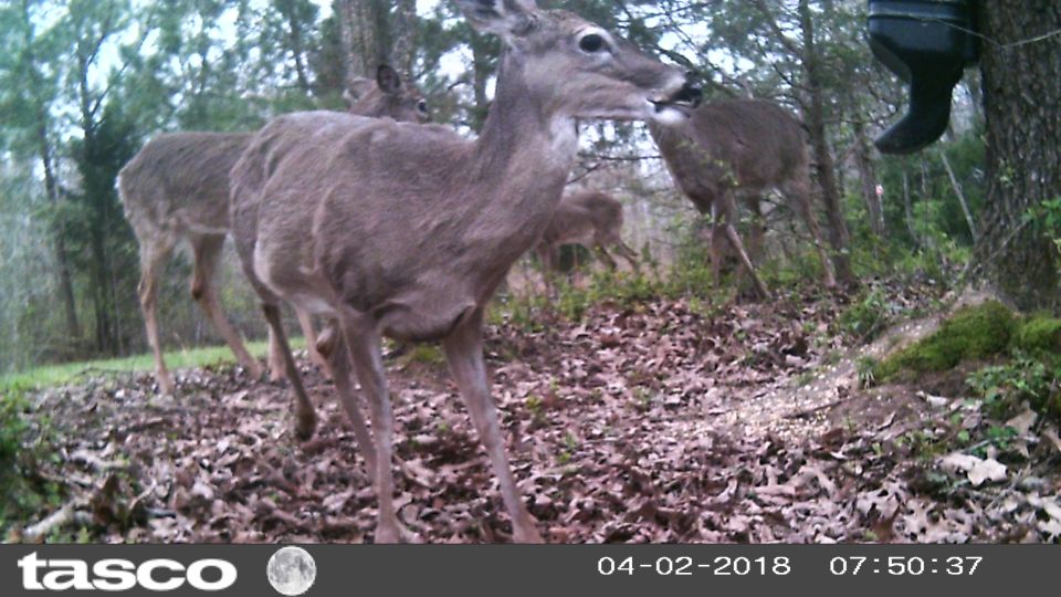 After deer season ended, I put up a corn feeder, which the deer took to instantly.
