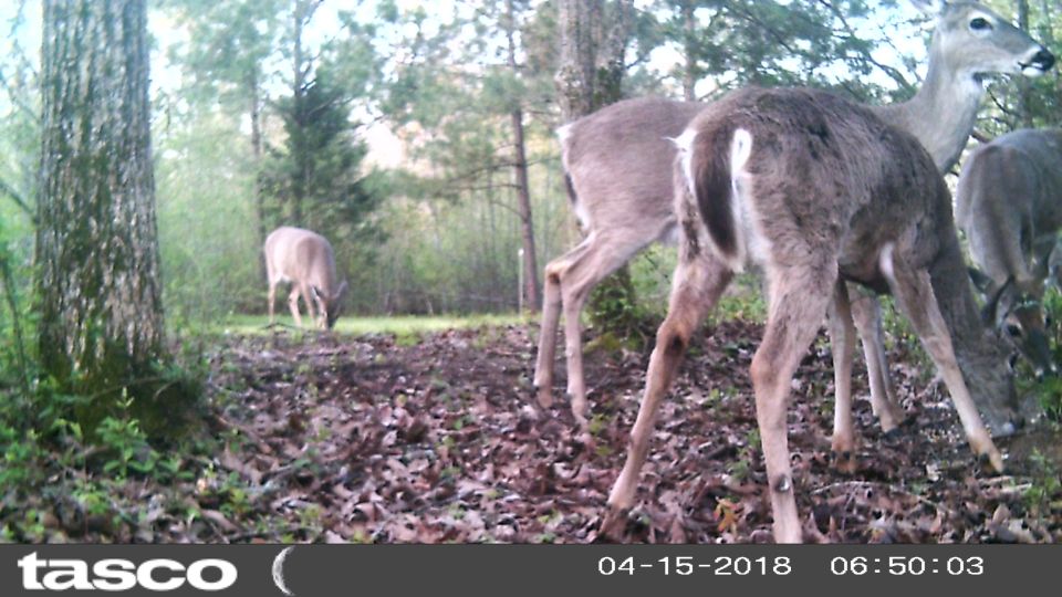 After deer season ended, I put up a corn feeder, which the deer took to instantly.
