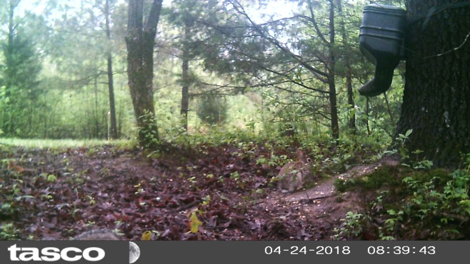 The squirrels (exiting the lower Left corner) and rabbits don't squabble much.