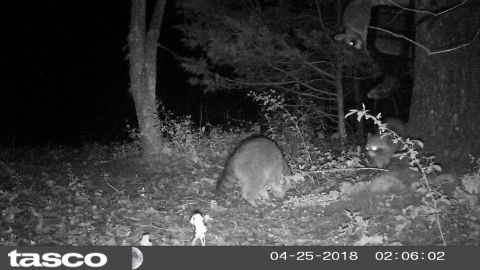 2004 Land Rover Land Rover - The raccoons are not shy about scurrying up the tree & trying to pull the lid off the feeder.