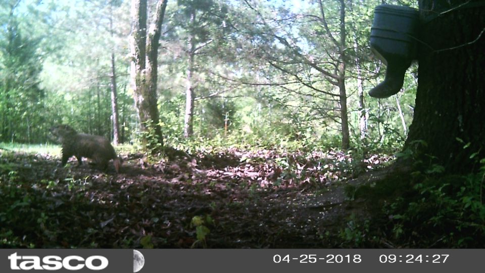 I'm not sure what animal this is.  The tail isn't a beaver's or otter's (though both occupy this region).  My guess was groundhog, but there's some disagreement.