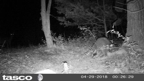 2004 Land Rover Land Rover - The deer (distant Left) don't seem comfortable dining with the raccoons, but that didn't last long.