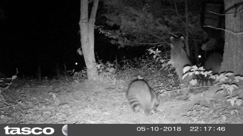 2004 Land Rover Land Rover - The raccoons visit every night, nearly ALL night, but something is coming...