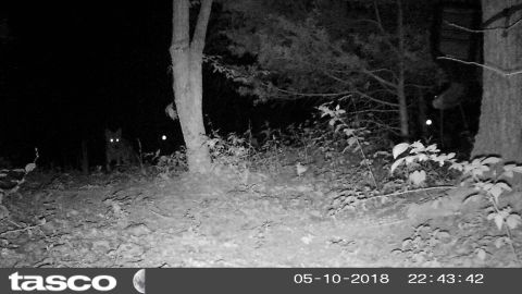 2004 Land Rover Land Rover - This coyote isn't interested in the corn, but in anything eating it.