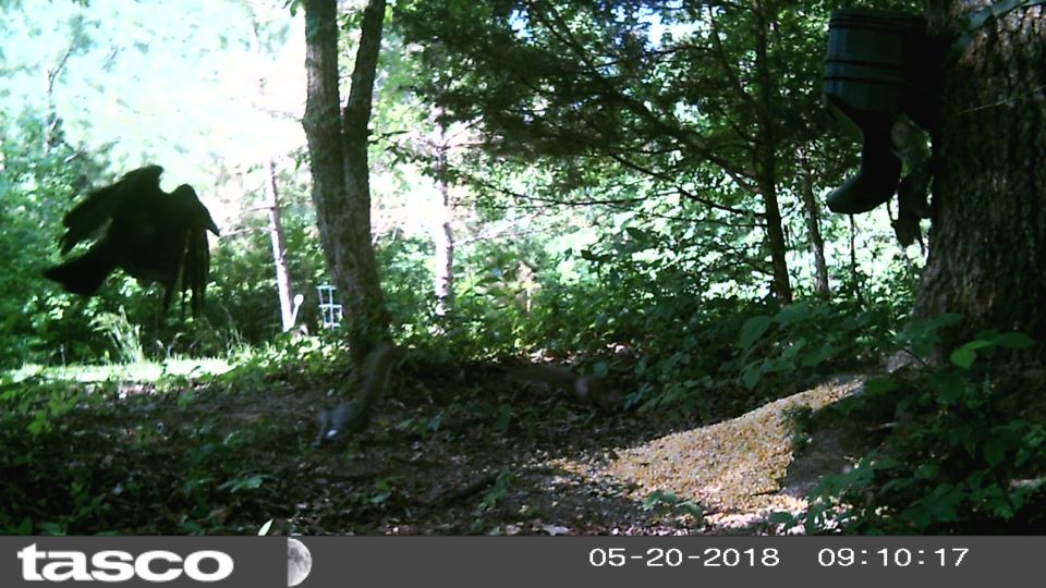 The other visitors enjoyed the mess the raccoon made the previous night.  I wasn't really happy about it, but I don't want to shoot him (yet).