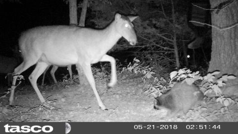 2004 Land Rover Land Rover - This deer seemed to get annoyed by the raccoon, but he wasn't backing off.