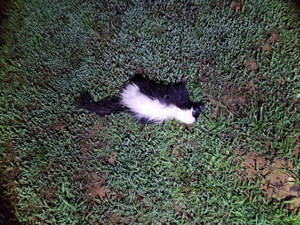 Another skunk bites the dust - same atypical coloration as the last one: white stripes that diverge & end at the hips, and a tiny white speck on the tip of the tail.
