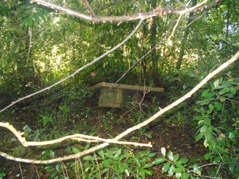 1992 Ford Bronco - A stone structure sits in a dense, overgrown forest with branches obscuring the view.