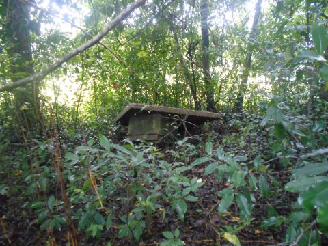 1992 Ford Bronco - A concrete structure sits in a dense forest clearing, partially obscured by overgrown foliage and branches. The sunlight filters through th…