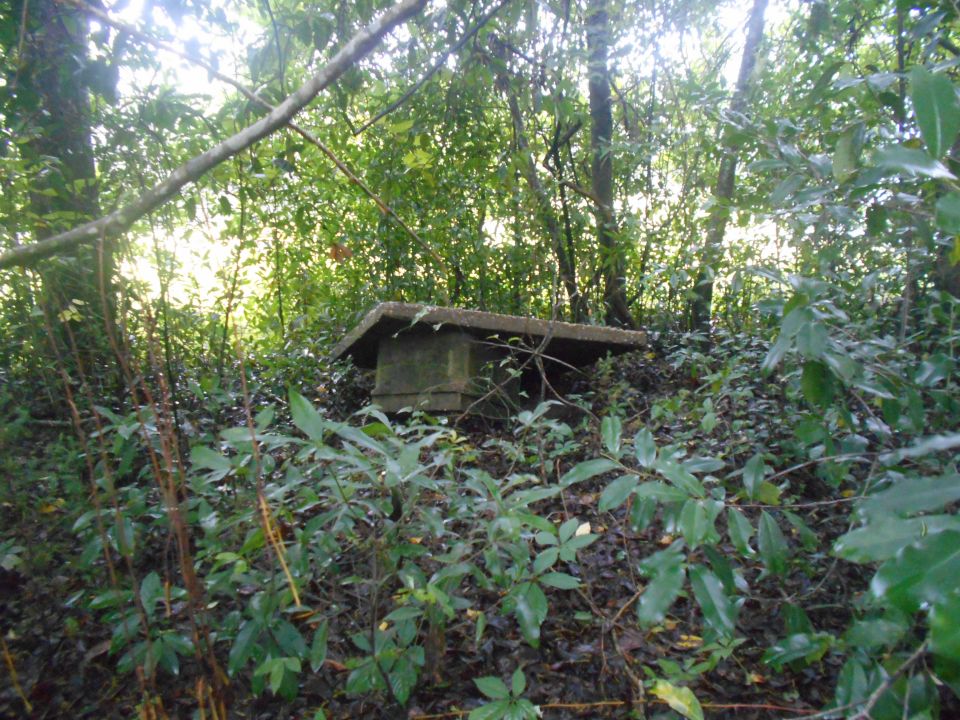 Concrete structure in a dense forest clearing with sunlight filtering through trees.