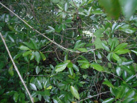 1992 Ford Bronco - A dense thicket of green foliage with branches and leaves obscuring any view of the background.