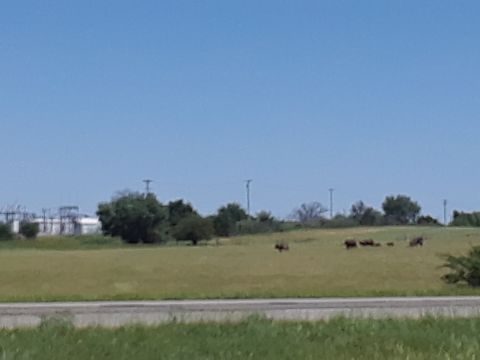 1994 Ford Bronco - A herd of bison are seen grazing in a wide, grassy field under a clear blue sky.