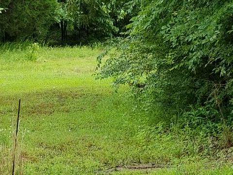 2004 Land Rover Land Rover - This large cat (the black spot looking at me through the leaves) wandered by one day while I was working in the shop. I couldn't see a tail…