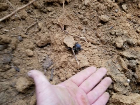2004 Land Rover Land Rover - This guy also appeared in my cable trench. I assume it's a trap-door spider whose burrow I disturbed. SEE THE NEXT PIC...