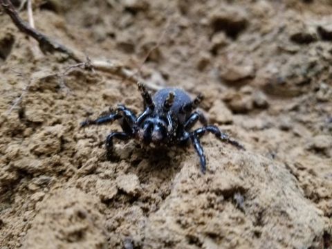 2004 Land Rover Land Rover - This guy also appeared in my cable trench. I assume it's a trap-door spider whose burrow I disturbed. It's about half the size of the mole…