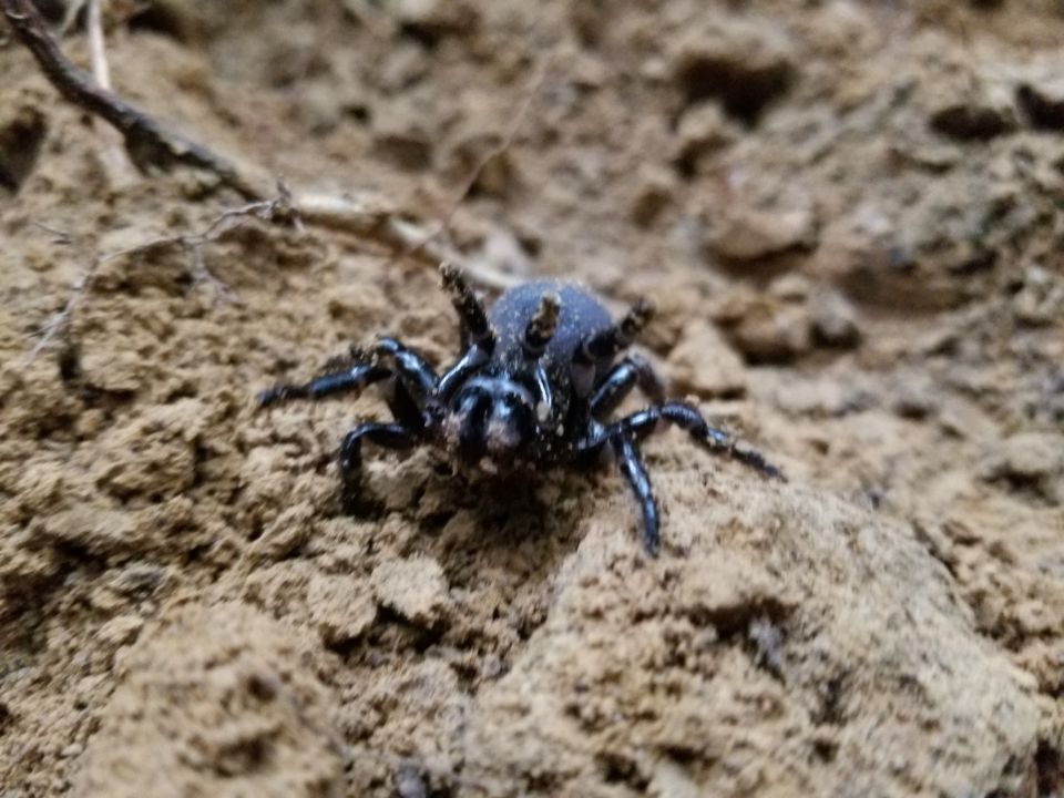 This guy also appeared in my cable trench.  I assume it's a trap-door spider whose burrow I disturbed.  It's about half the size of the mole (a few pics PREViously).