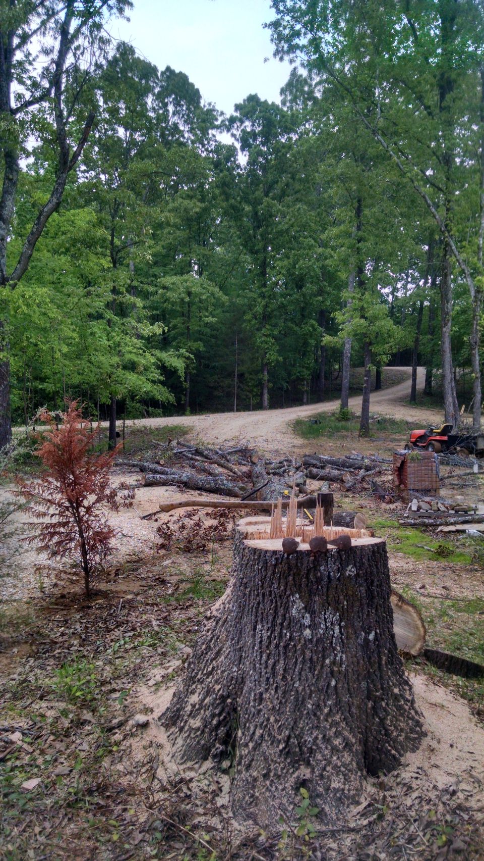 Because the gas company turned the trench around, they killed this big oak next to the house.  My father & I took it down, and he took the large pieces back to TX.
