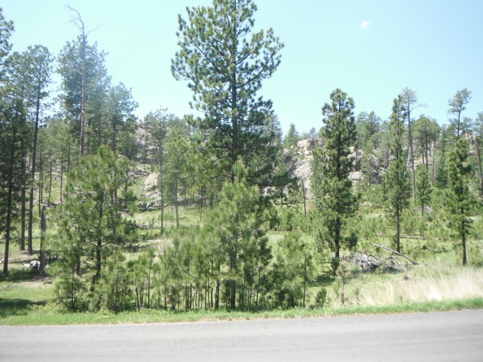 Forested hillside with pine trees and rocks.