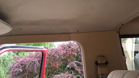 1985 Ford Bronco - Interior view of a vehicle, looking out the open driver's side door and rear window. Outside, a tree with purple foliage is visible.