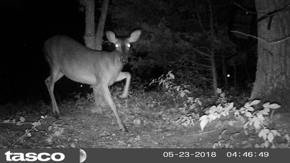 I wonder if it can hear the camera.