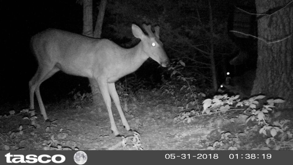 This is the first buck I've seen in velvet.