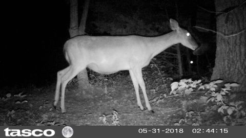2004 Land Rover Land Rover - The pregnant doe visits every night...