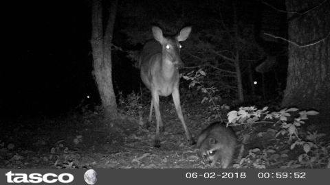 2004 Land Rover Land Rover - This doe tolerates raccoons at the feeder, but she watches them.