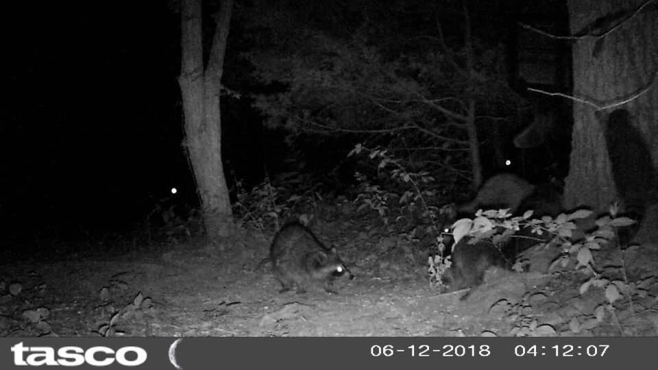She's got all 4 kits here, emptying my feeder.