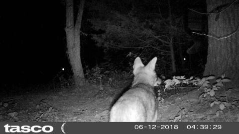2004 Land Rover Land Rover - The raccoons must have been too noisy, because they attracted this coyote.