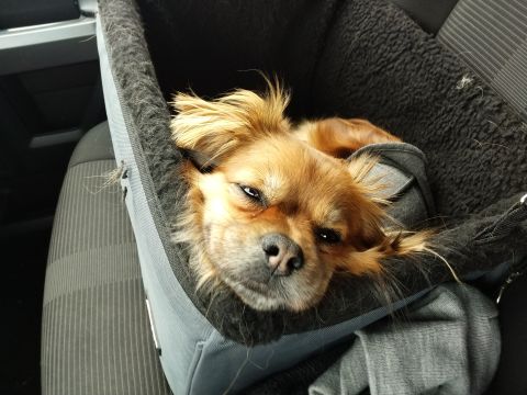 2006 Mitsubishi Evolution - Dog rides in a car seat, looking sleepy.