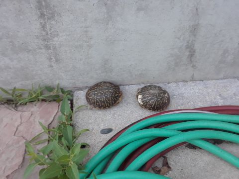 1994 Ford Bronco - Two box turtles are resting on concrete near garden hoses and some greenery.