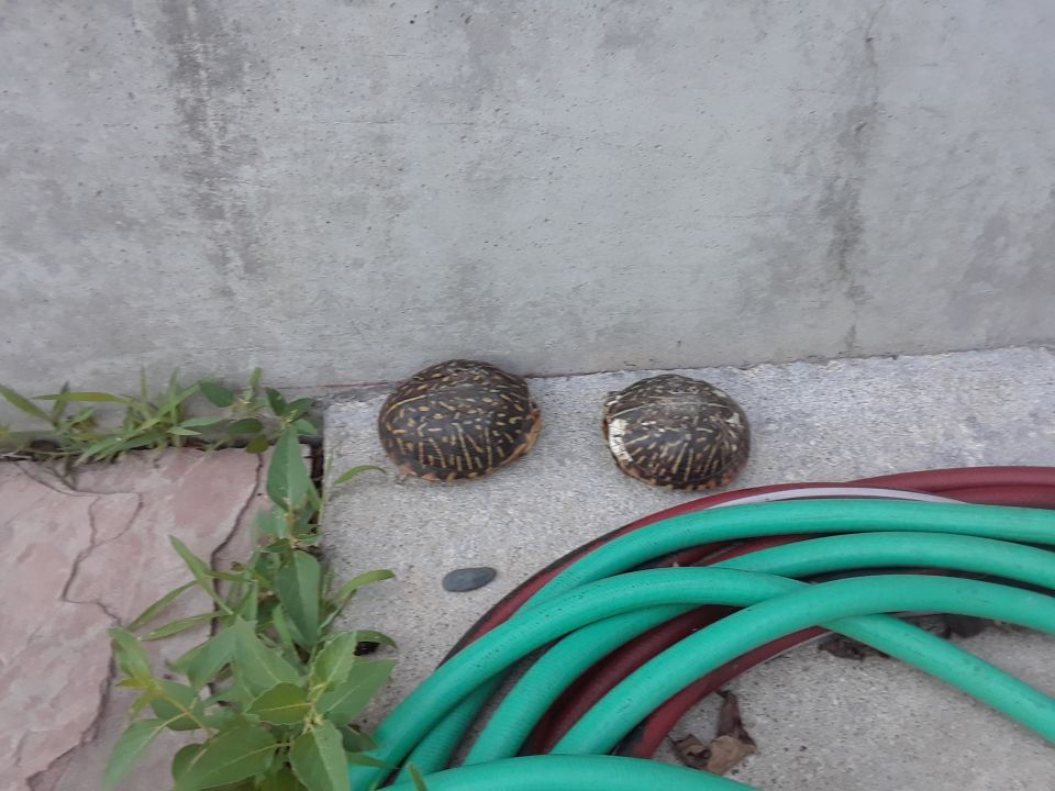 Two box turtles on a concrete surface next to green and red garden hoses