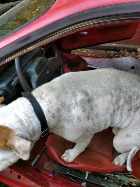 1989 Ford Probe - A dog with a spotted coat sits on the red leather seat of a car, looking down towards the steering wheel and dashboard. The interior of the…