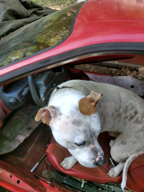 1989 Ford Probe - A white and brown spotted dog rests inside the red interior of a car, possibly a 1989 Ford Probe. The car's interior appears worn, with vis…