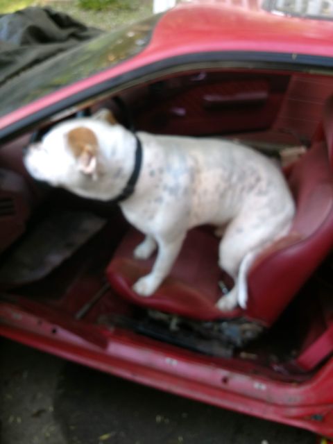 1989 Ford Probe - A white and brown dog with black spots sits in the driver's seat of a red car. The interior of the car appears to be in a state of disrepai…