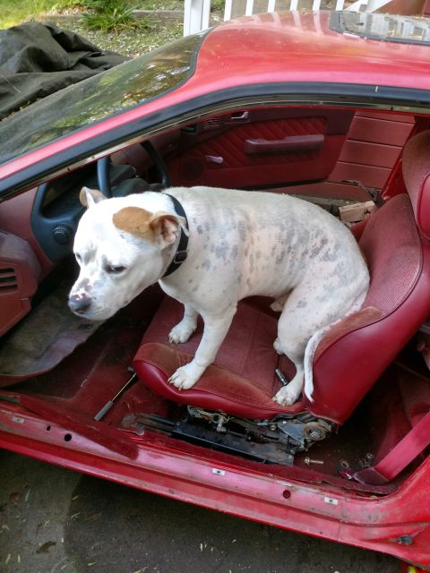 1989 Ford Probe - A white and tan pit bull mix dog sits in the driver's seat of a red car with the door removed. The interior of the car appears to be under…