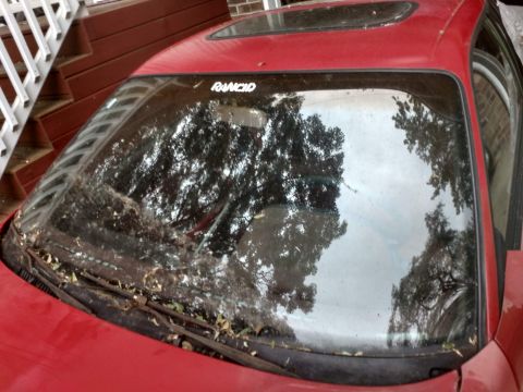 1989 Ford Probe - A close-up, high-angle shot of the windshield and hood of a red car. The windshield is dirty and covered in leaves, with a sticker that rea…