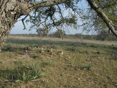 1991 Ford Bronco - Open scrub pasture with yucca clumps, limestone rocks and a gnarled live oak framing the top of the frame; no vehicle is visible.