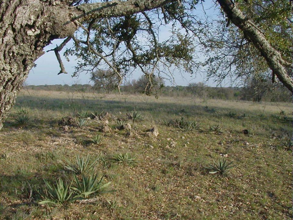 Rocky scrub pasture with yucca plants under a live oak, no vehicle in frame