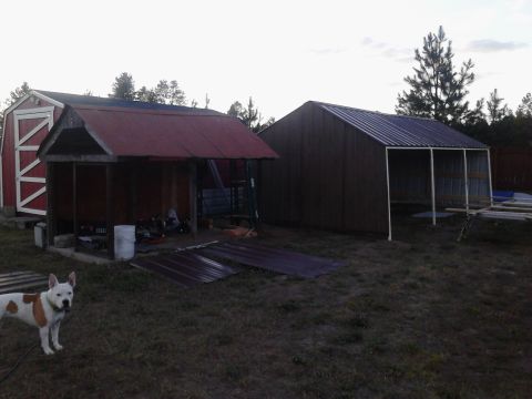 1995 Ford Bronco - A dog stands in a yard with two sheds in the background, one red and white, the other dark brown.