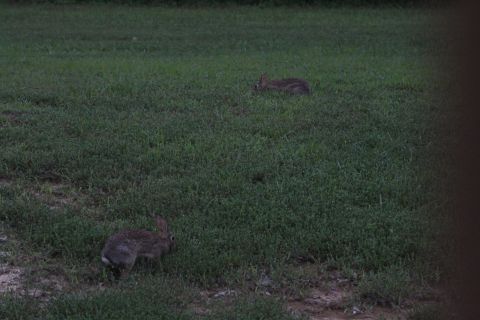 2004 Land Rover Land Rover - Herds of rabbits mow the lawn.