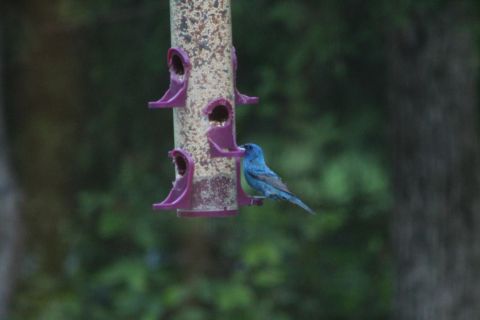 2004 Land Rover Land Rover - The indigo bunting is Lisa's favorite bird.